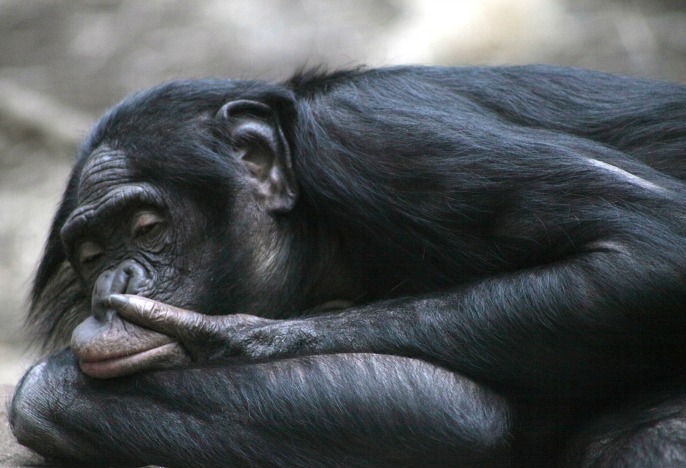 Merkel: ihre Bonobo-Politik ist am Ende