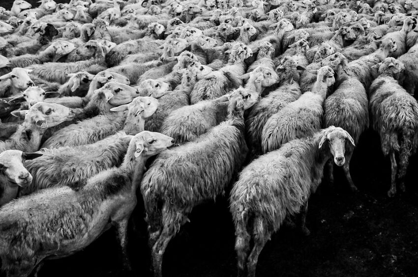 Unübliche Gedanken zum Politik-Betriebstyp der Koalition