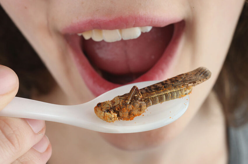 Fleisch für die Welt: Auch Kakerlaken müssen kacken