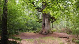 Grüne und CDU zerstören Gebrüder Grimms Wald