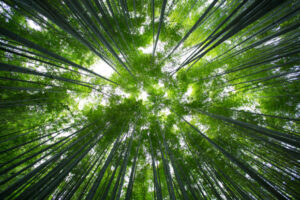 CO2 – das arme Molekül