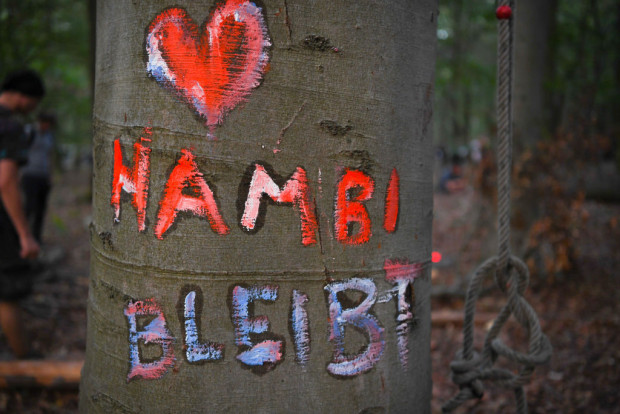 „Hambi“: 50 Bäume gefällt – waren es „Baumschützer“?
