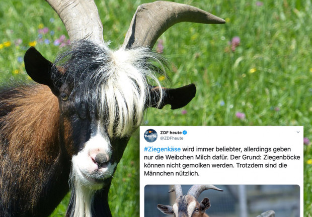 ZDF bestätigt: Starkes Geschlecht trotz aller Probleme nützlich