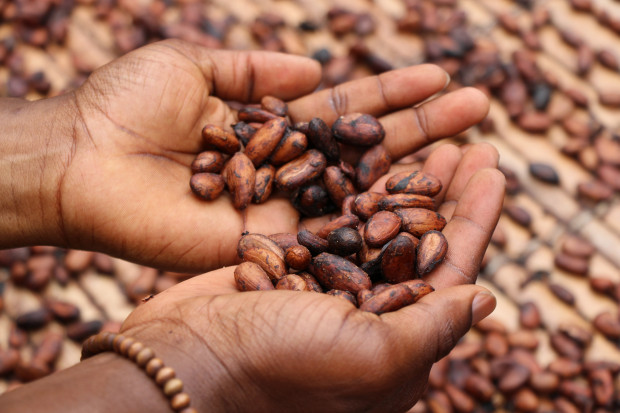 Schoko-Industrie am Pranger: Boykott hilft den Kindern in Afrika nicht