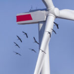 Gutachten: Windenergieanlagen verletzen das Tötungsverbot des Europäischen Rechts