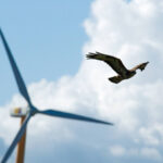 Verwaltungsgericht und vogeltötende Windräder: »Ein Nullrisiko ist nicht zu fordern«