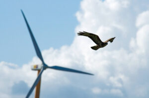Verwaltungsgericht und vogeltötende Windräder: »Ein Nullrisiko ist nicht zu fordern«