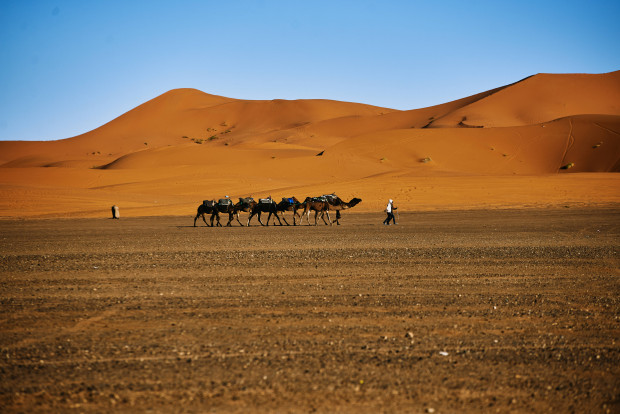 Klimawandel sei Dank: Die Sahara grünt schneller