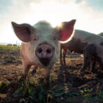 Was die Bundeszentrale für politische Bildung aus der „Farm der Tiere“ macht