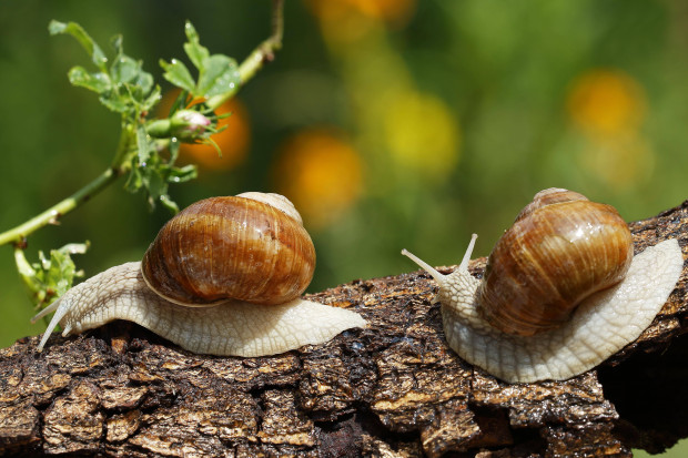 Warum manche Tiere noch viel diverser sind als Menschen