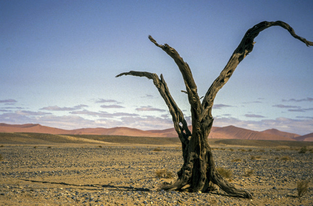 Kernreaktoren überall – und Deutschland will Holz aus Namibia verfeuern