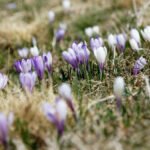Ein bißchen Frühling für die Freiheit