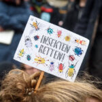 Den Insekten geht´s wie Menschen: Eine Maßzahl bestimmt über Leben und Tod