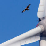 Erkaltete Liebe: Die Grünen opfern den Artenschutz für den Windkraftausbau