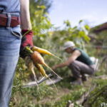 Die Energiewende schadet ausgerechnet der Bio-Landwirtschaft