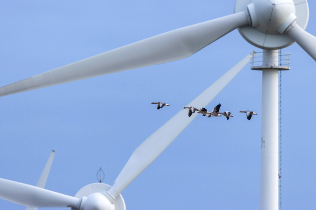 Umweltschädlich bei unerheblichem Energiegewinn – Israel erwägt fünfjähriges Windrad-Moratorium