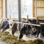 „Spitzensportler“ Kühe: Warum Tiere so wichtig für die Landwirtschaft sind