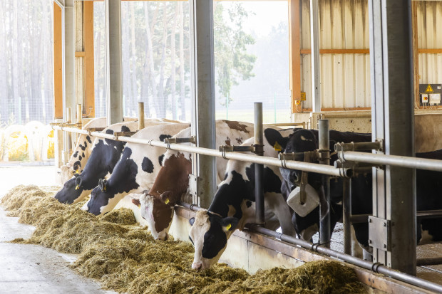 „Spitzensportler“ Kühe: Warum Tiere so wichtig für die Landwirtschaft sind