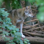 Wolf reißt von der Leyens Liebling und steht jetzt zur Diskussion