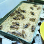 Reaktionen auf die EU-Erlaubnis von Insekten als Nahrungsmittel