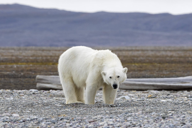 Aller Klimapanik zum Trotz: Der Eisbär kann nicht aussterben