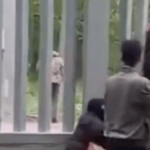 Videos von undichtem Grenzzaun in Polen: Nachschub fürs deutsche Sozialsystem?