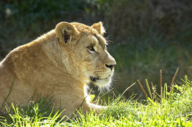 Erste Löwin in Brandenburg ausgewildert