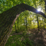 Die Waldbürger auf Achse – für einen gesunden Wald ohne Windräder