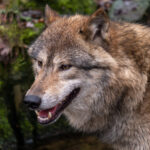 Niedersachsen: Wolf greift Schafherde an – 55 Tiere tot