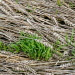 Starke Einbußen bei der Ernte wegen Regen