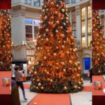 Letzte Generation erklärt Weihnachtsbäumen den Krieg