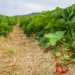 Und auf den Feldern verrotten die Ernten
