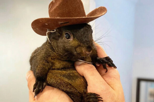 Eichhörnchen Peanut: Massive Empörung in den USA über Beschlagnahmung und Tötung